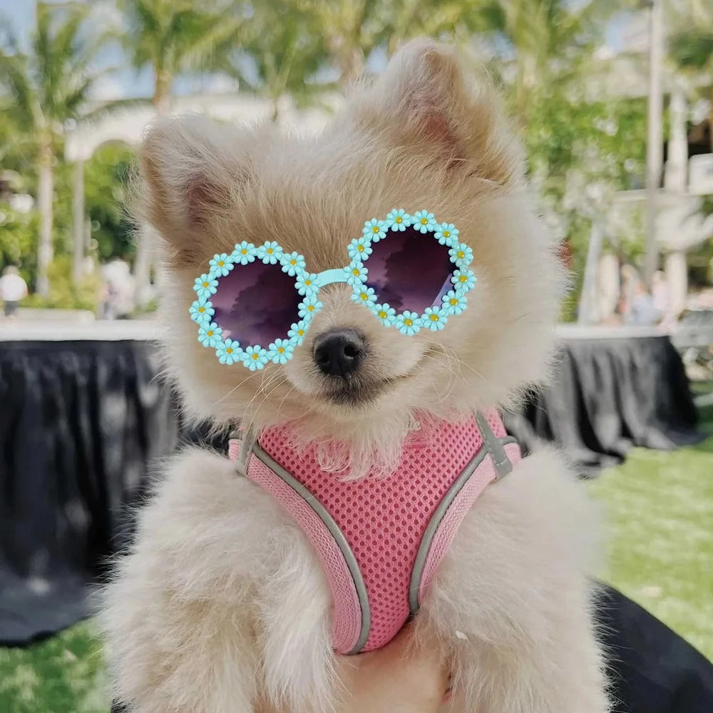 Flower Sunglasses for Cats & Small Pets  Cute Photo Prop + Dog Paracord Leash