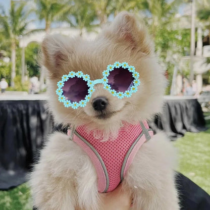Flower Sunglasses for Cats & Small Pets  Cute Photo Prop + Dog Paracord Leash